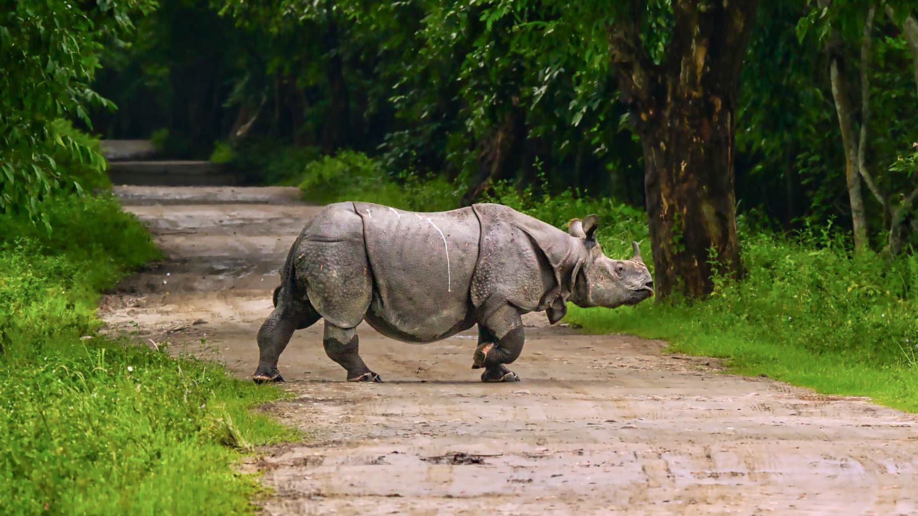 Kaziranga National Park Kaziranga National Park