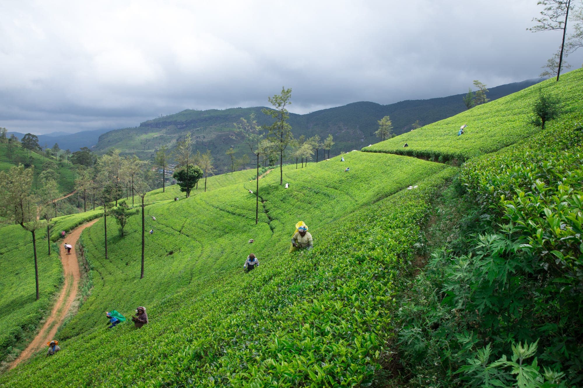 Coorg Coffee Escape - A Relaxed Plantation Stay 1