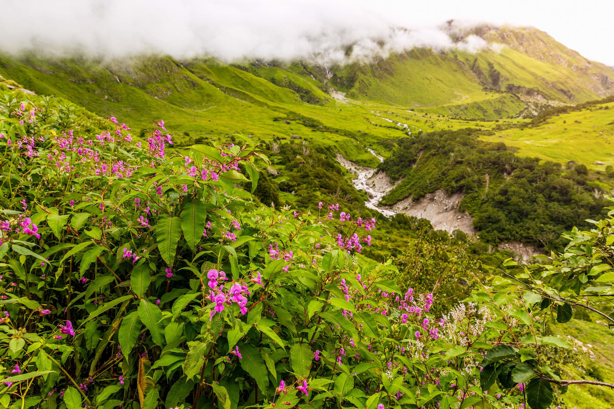 Valley of Flowers & Hemkund Sahib Trek from Govindghat