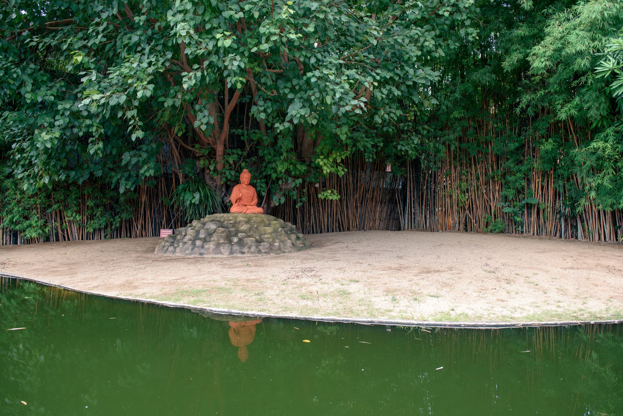 Bodhi Tree Bodhi Tree