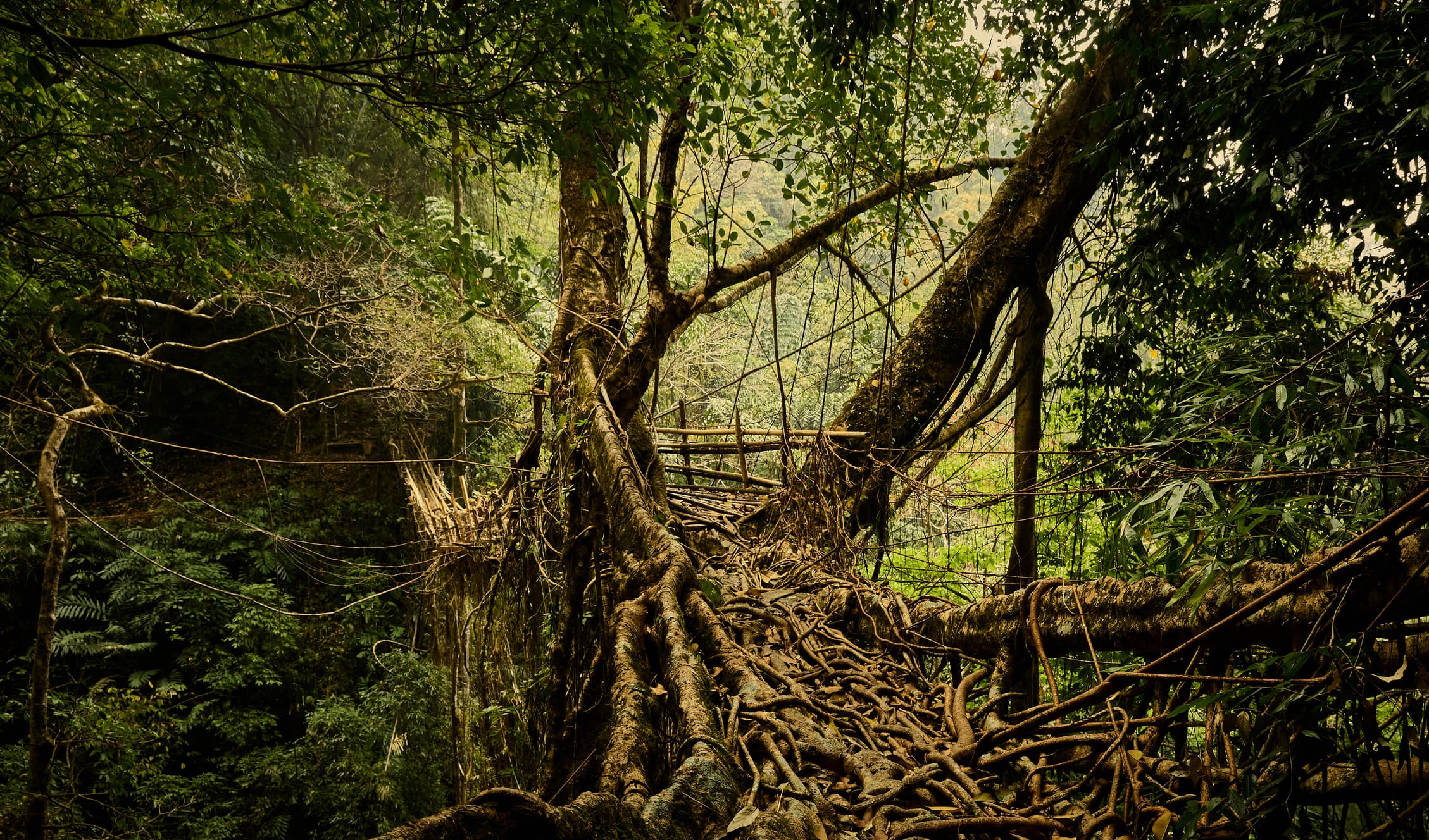 Riwai Root Bridge Riwai Root Bridge