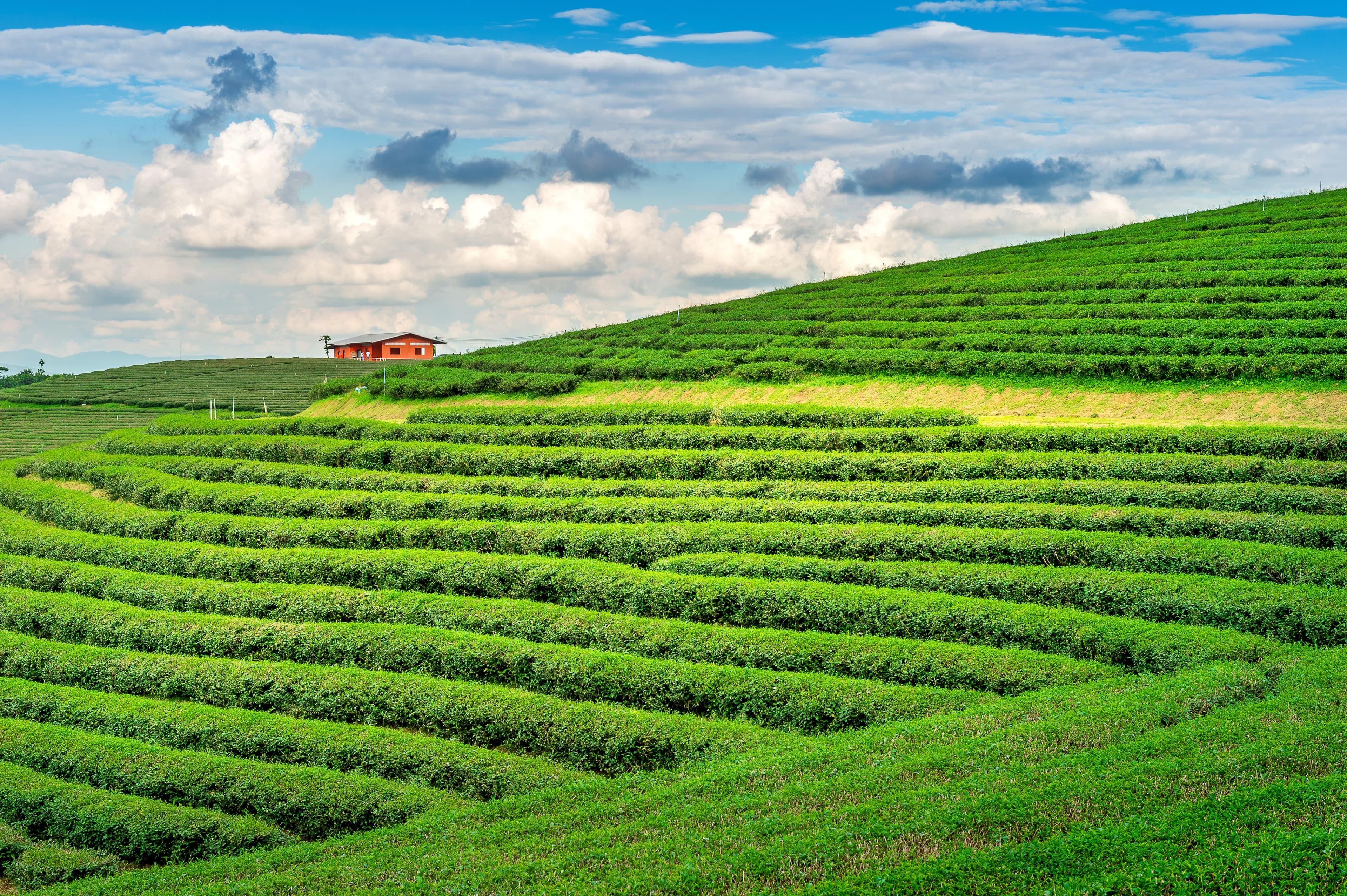 Assam Tea Garden Assam Tea Garden